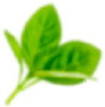 Leaf top right